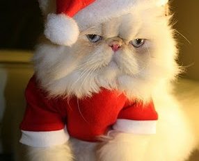 christmas cat4