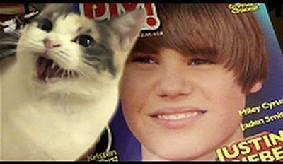 des chats qui detestent justin bieber4