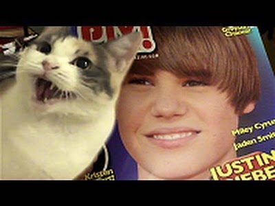 des chats qui detestent justin bieber4