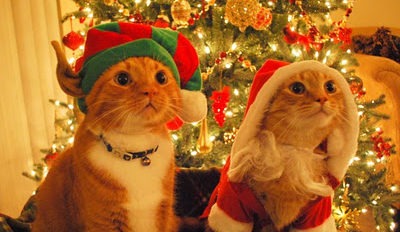 cats dressed as santa elf 02 600x3994