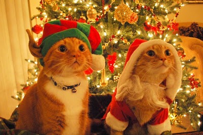 cats dressed as santa elf 02 600x3994